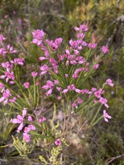 Erica corifolia