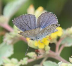 Hemiargus ramon