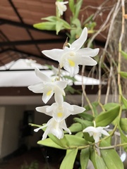 Dendrobium crumenatum