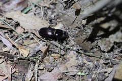Lucanidae