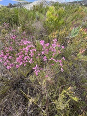Erica corifolia