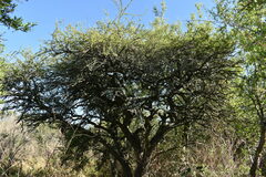 Prosopis affinis