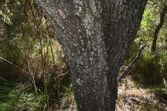 Prosopis affinis