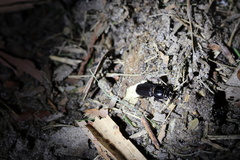 Lucanidae