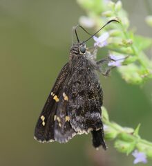 Thorybes dorantes galapagensis