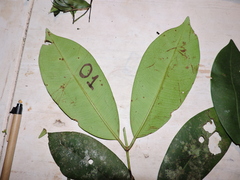 Myrcia loranthifolia