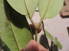 Myrcia loranthifolia