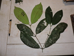 Myrcia loranthifolia