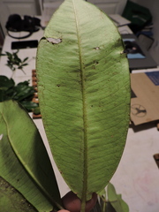 Myrcia loranthifolia