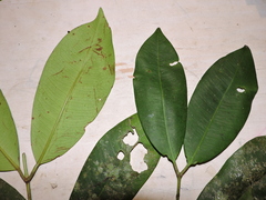 Myrcia loranthifolia