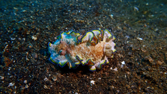 Glossodoris