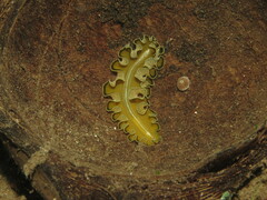 Pseudobiceros flowersi