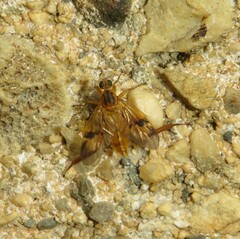 Trichacantha atranupta