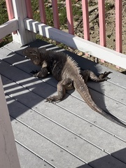 Cyclura nubila caymanensis