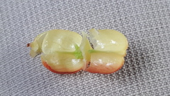 Maytenus magellanica