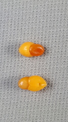 Maytenus magellanica