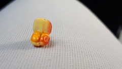 Maytenus magellanica