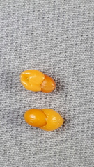 Maytenus magellanica