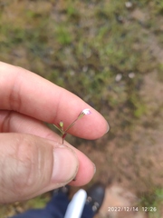 Linderniella