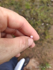 Linderniella