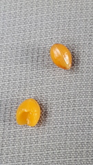 Maytenus magellanica