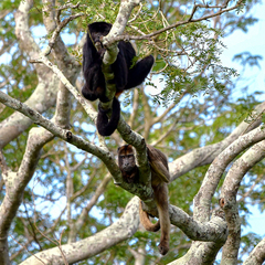 Alouatta caraya