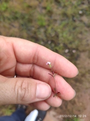 Linderniella