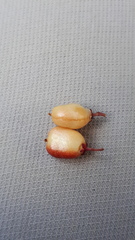 Maytenus magellanica