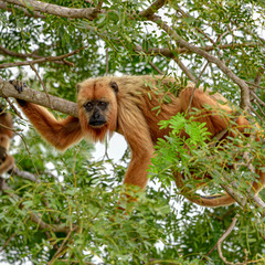 Alouatta caraya