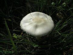 Leucoagaricus
