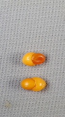 Maytenus magellanica