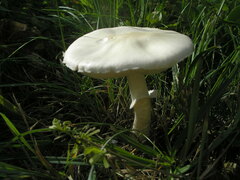 Leucoagaricus
