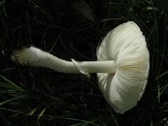 Leucoagaricus