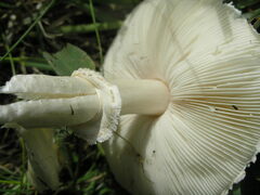Leucoagaricus
