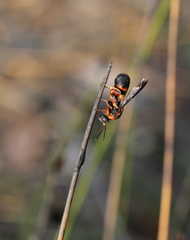 Leucospidae
