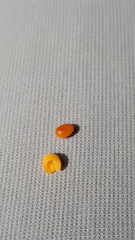 Maytenus magellanica