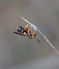 Leucospidae