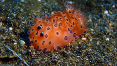 Dendrodoris guttata