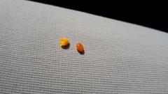 Maytenus magellanica