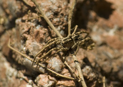 Centroctenus brevipes