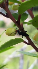 Maytenus magellanica