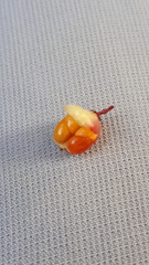 Maytenus magellanica