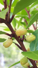 Maytenus magellanica