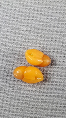 Maytenus magellanica