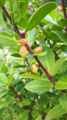 Maytenus magellanica