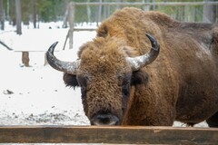 Bison bonasus