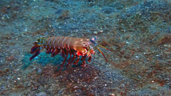 Odontodactylus scyllarus