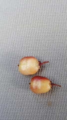 Maytenus magellanica