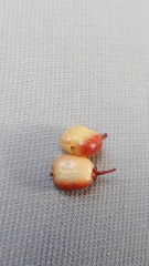 Maytenus magellanica