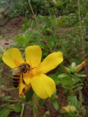 Apis mellifera